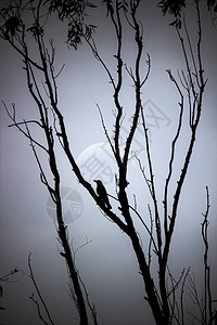 印度一棵无叶树上鸟儿对抗月亮的图片