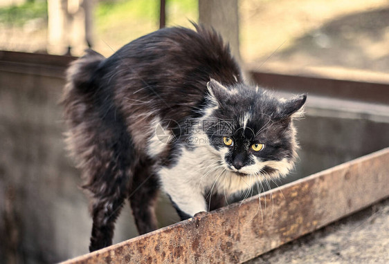 无家可归的脏猫在看到狗时吓坏了图片