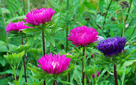紫菀花绿叶背景上的粉红图片