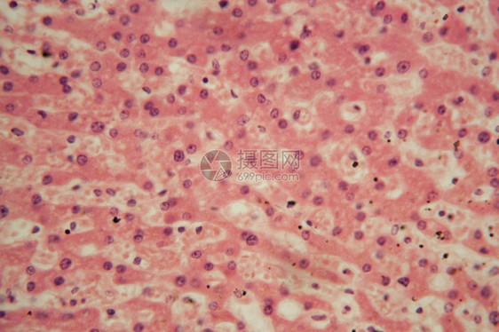 显微镜下的人类肝细胞有图片