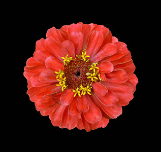 黑色上隔离的超正红色辛尼亚花朵高图片