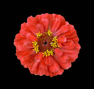 黑色上隔离的超正红色辛尼亚花朵高图片