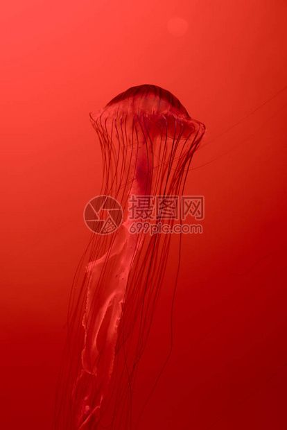 红色背景上的日本海荨麻水母图片