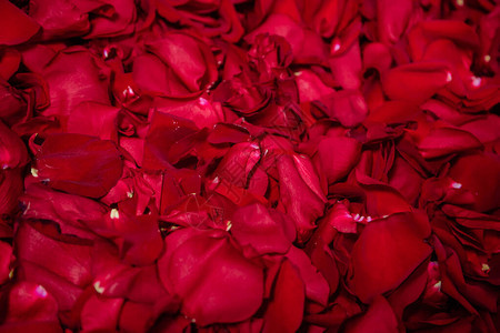 红玫瑰花瓣的背景图片