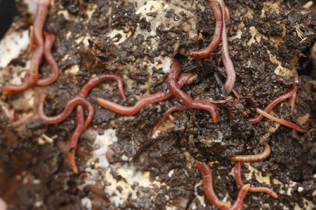 堆肥或粪肥中的红虫图片