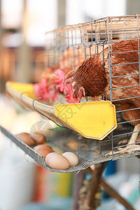 在农场里吃鸡肉的养鸡场鸡在笼子下面的盘子背景图片