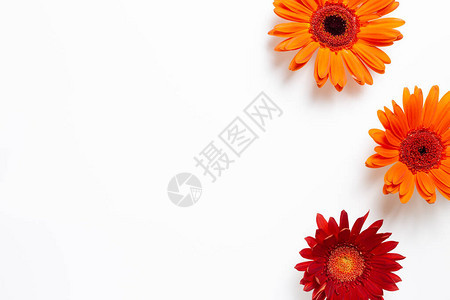 白色背景上的红橙色热贝拉花Flor构成平地顶视图片