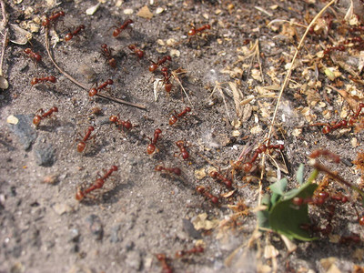 蚁丘附近有许多蚂蚁图片