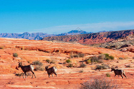 大角羊的沙漠牧群南瓜穿过火谷州公园荒漠风景蓝天下满山大图片