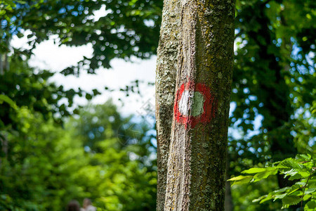 一个标记树上的圆形红白标志图片
