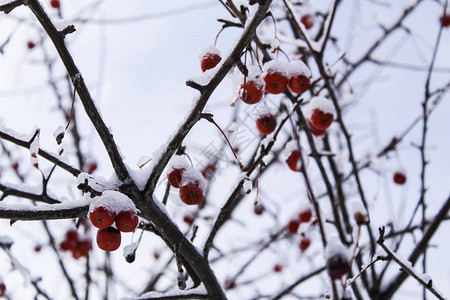 苹果和雪特写镜头苹果在树上的照片图片