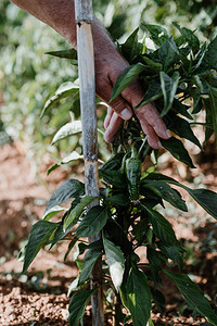 一位农民在她的花园里种植有机食图片