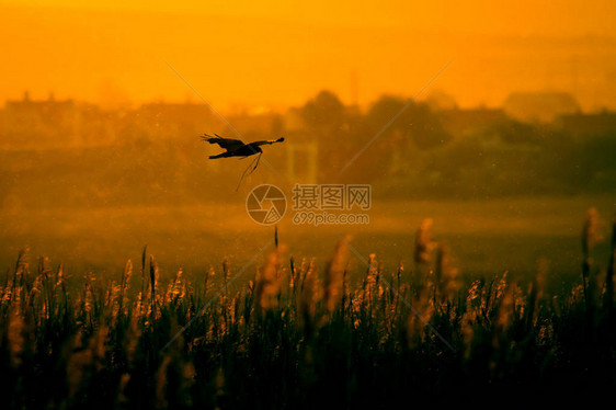 飞鹰到巢穴日落自然图片