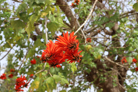 Erythrina珊瑚树公鸡图片