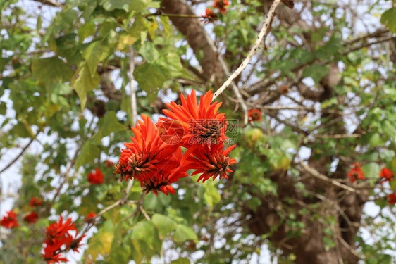 Erythrina珊瑚树公鸡图片