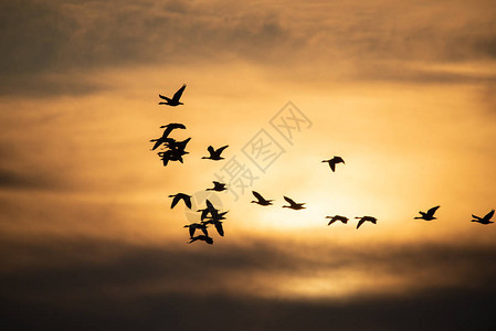 夕阳下的雁群飞翔图片
