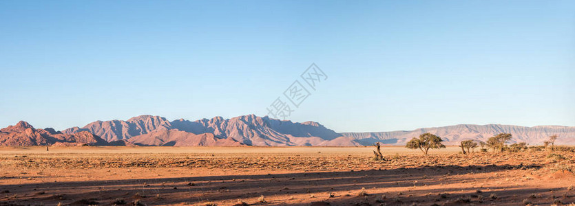 纳米布沙漠中的acac图片