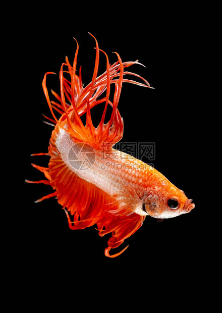橙色的冠尾暹罗斗鱼在淡水中游泳移动身体的动作也看起来很有侵略美丽动物的概念表达了奢华的图案图片
