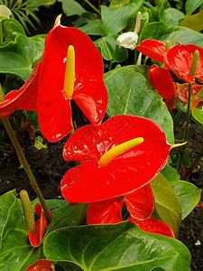 春季花园中的红掌花图片