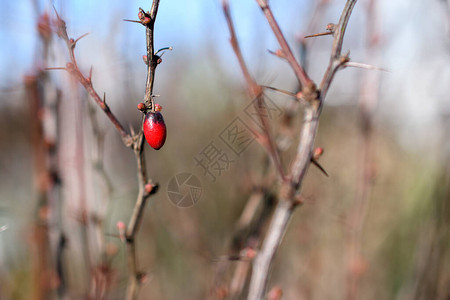 春初在灌木丛上树莓红关闭有图片