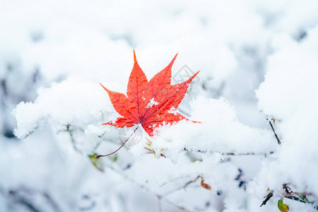 雪中的枫叶图片