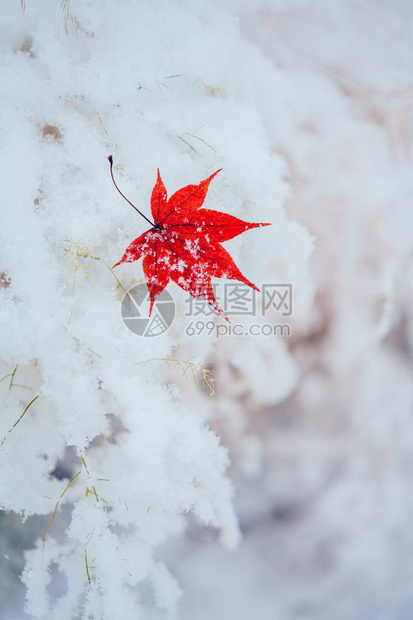 雪中的枫叶图片