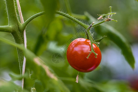 种植番茄在图片