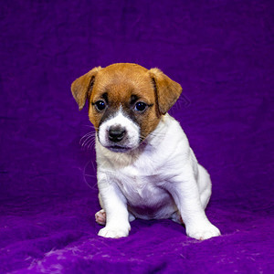可爱的小狗杰克罗塞尔泰瑞尔坐在紫色图片