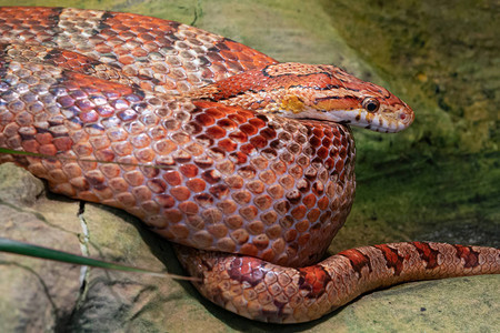 东角蛇Pantherophissoutat背景图片