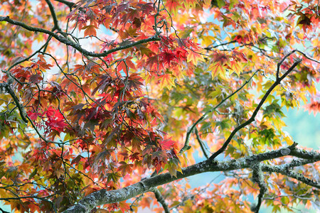 枫叶美素材日本枫树acerjaponicum树上红叶的特写背景