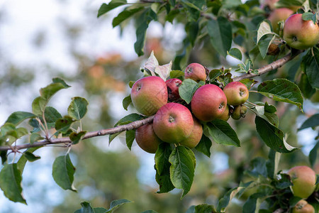 关闭树上的红色苹果酒苹果的一个分支图片