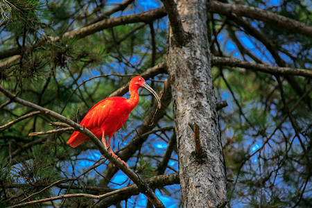 ScarletIbis鸟Eudocimus红图片