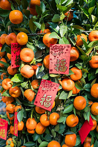 农历新年红包装饰橘子树图片