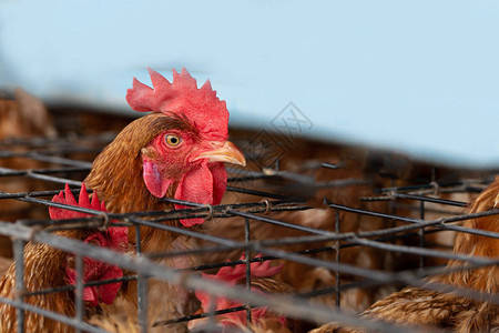 工厂鸡泰国笼养工业农场的母鸡动物和农业综合企业食品生图片