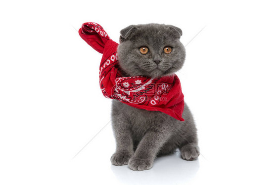 可爱的苏格兰毛猫身穿红色连环红腰带围着颈部向一边看图片