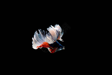 美丽多彩的暹罗斗鱼图片
