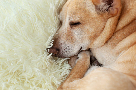 躺在毯子上照顾宠物早上睡在沙发上的狗画像感到疲倦或无聊抑郁图片