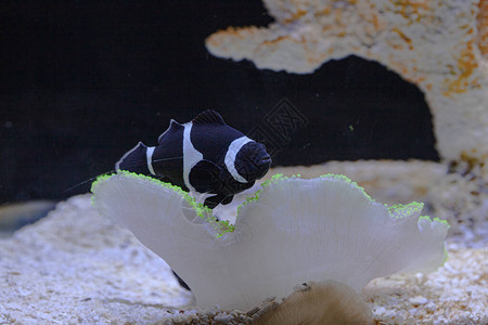 水族馆里的黑色小丑鱼背景图片