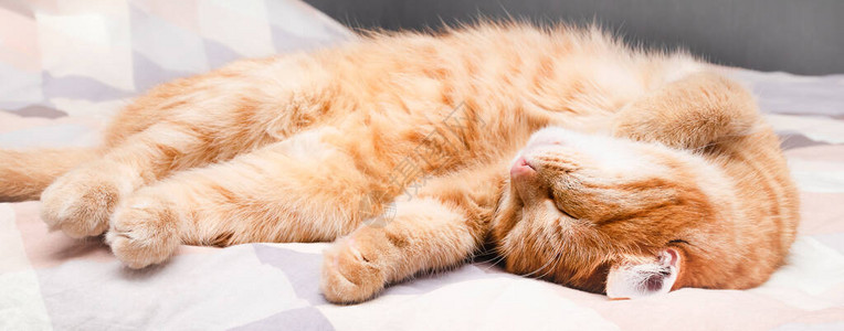 年轻的红猫睡在床上图片