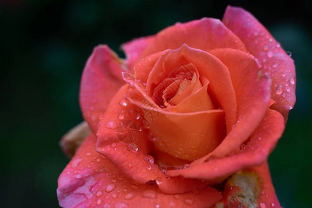 在绿色花园背景上关闭紫色玫瑰花雨后图片