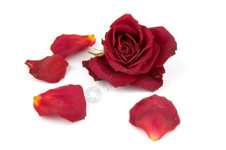 白色背景中的红玫瑰花瓣和花蕾图片