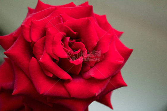 蔷薇属由一组已知的刺灌木和蔷薇科花卉代表组成它被称为玫瑰对本属成员的花图片