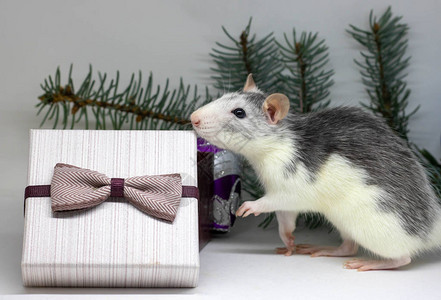 银鼠和礼物老鼠在圣诞装饰品的背景上2020年的象征鼠年图片