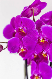 紫色混合兰花朵盛开图片