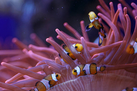 水族馆社区里有阿图片