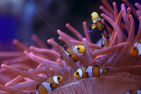 水族馆社区里有阿图片