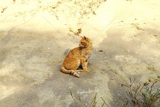 坐在沙丘上的红流浪猫图片