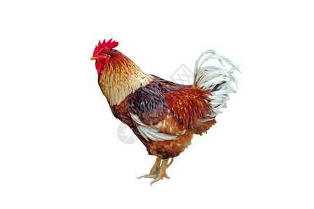 孤立在白色背景上的彩色公鸡背景