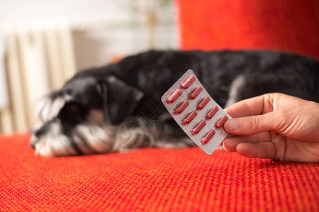 睡在沙发和抗生素胶囊里的生病的迷你雪纳瑞犬图片