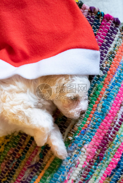 睡在圣塔帽里的可爱的小狗图片
